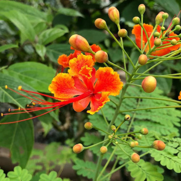 Caesalpinia pulcherrima 1 Mtr