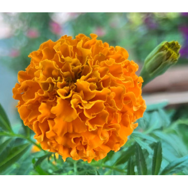 Marigold seasonal plant 9cm pot 