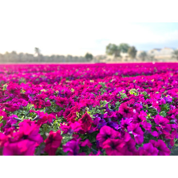 Petunia Seasonal Plant