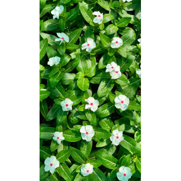 Vinca rosa 9cm Pot