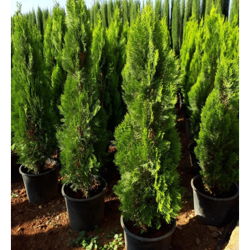 Conifer 1.5 Mtr Ht