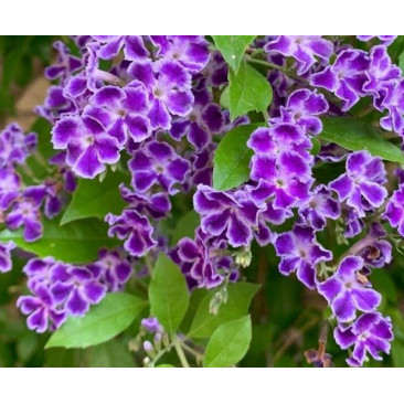 Duranta Plant 30cm 