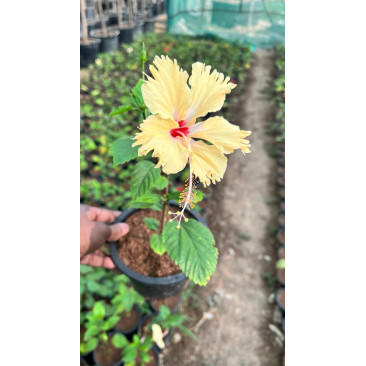 Hibiscus rosa yellow