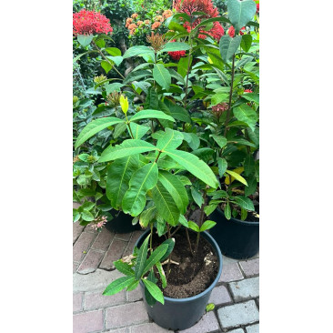 Ixora coccinea 50-60 cm ht 