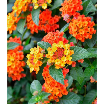 Lantana camara 9cm pot