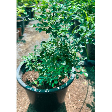 Murraya 40cm Ht 8Ltr Pot