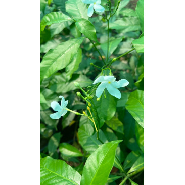 Tabernaemontana chinensis 40-50 cm