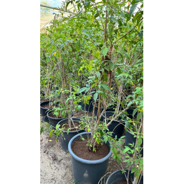 Vitex agnus castus 1-1.5 mtr ht