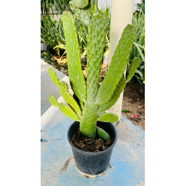 Cactus 8 Ltr Pot 