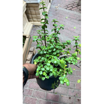 Portulcaria afra